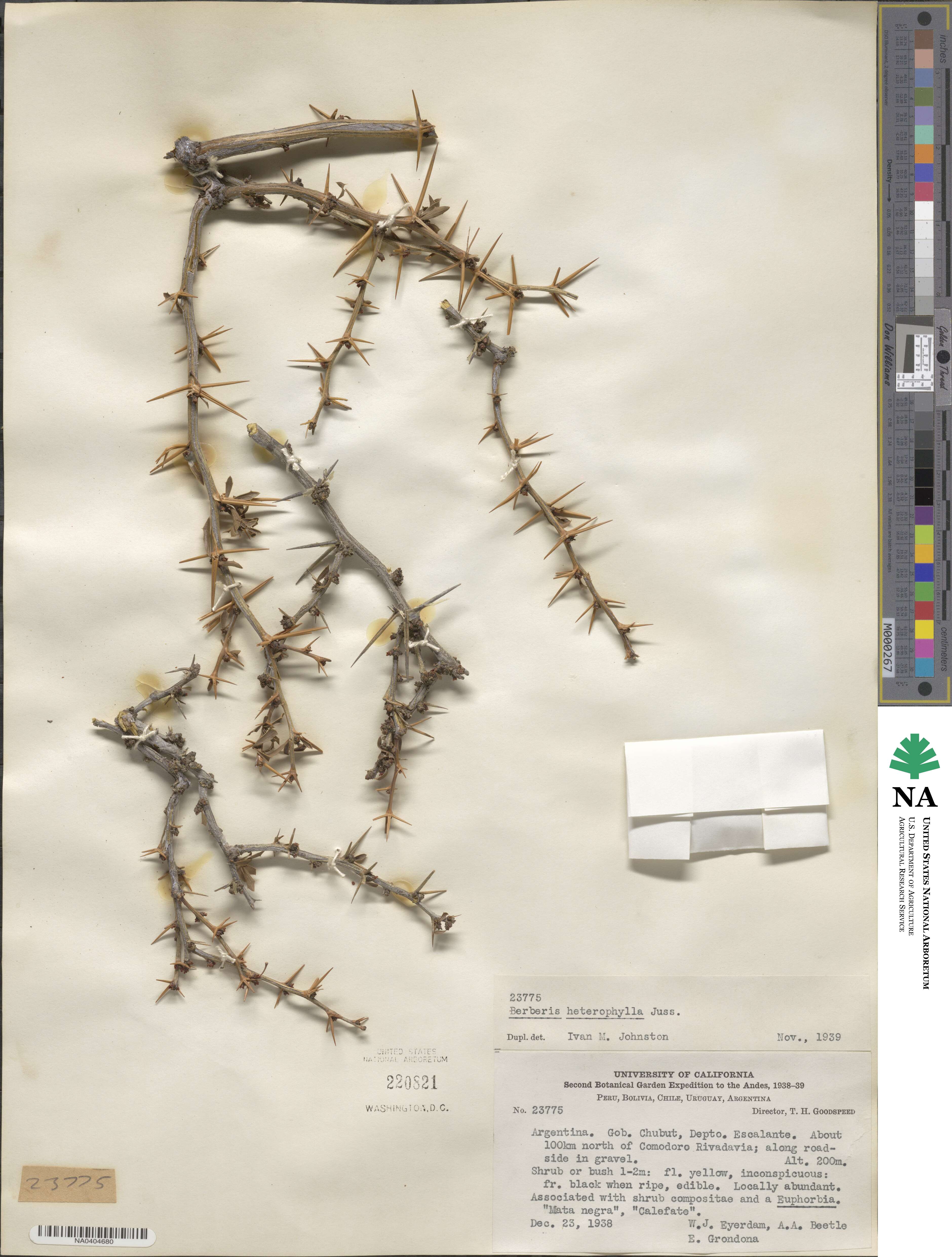 Berberis heterophylla image