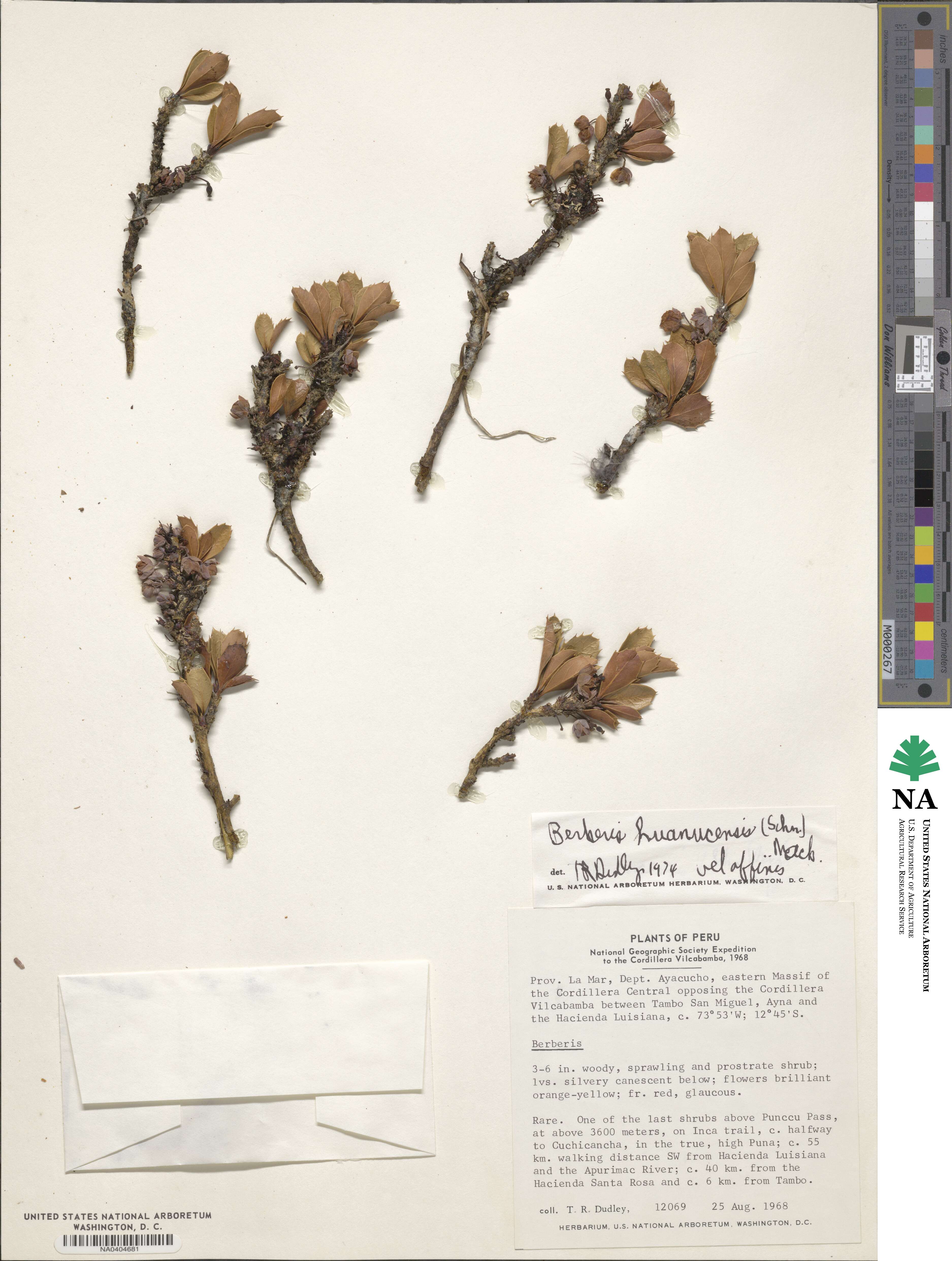 Berberis lutea image