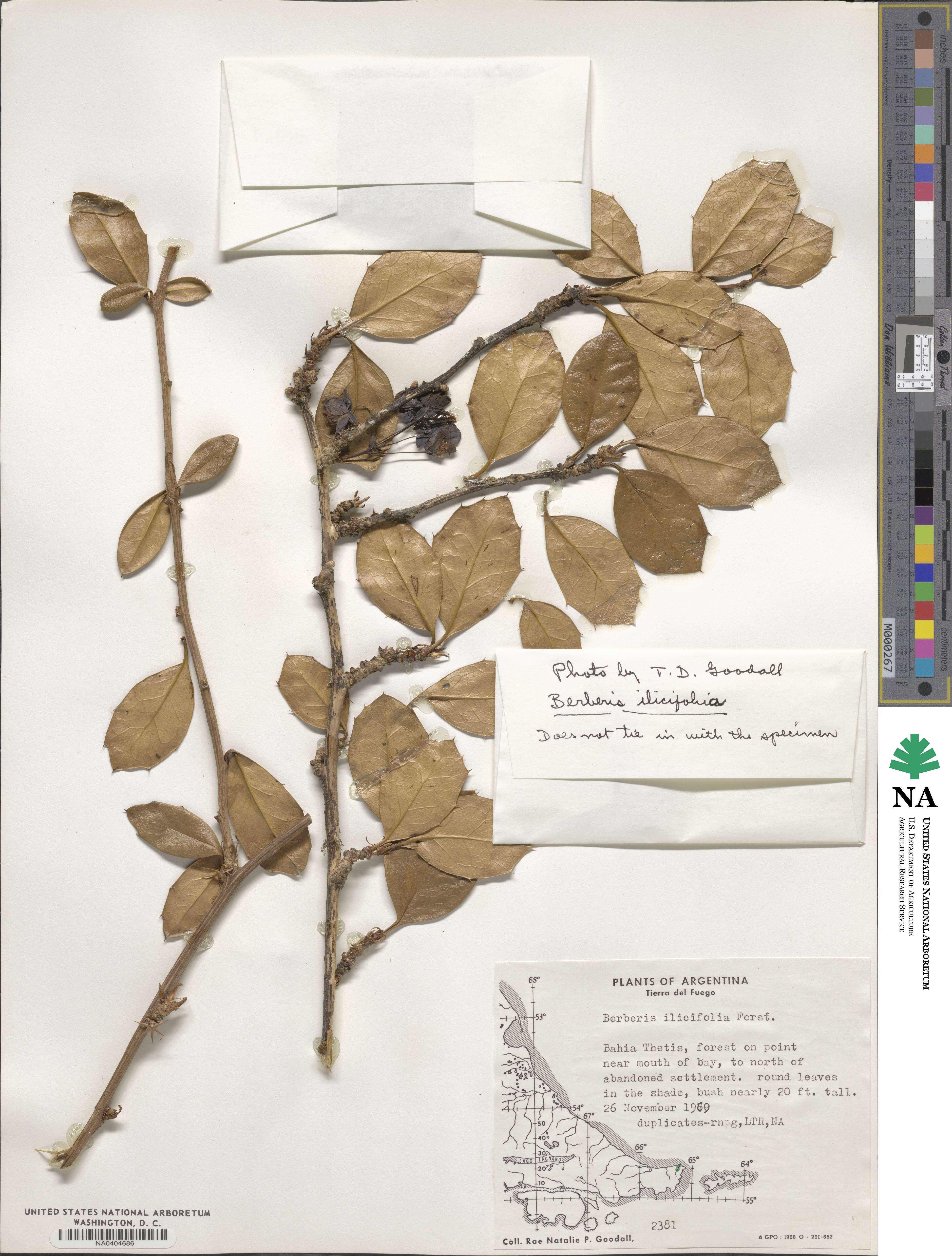 Berberis ilicifolia image