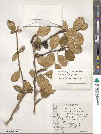 Berberis ilicifolia image