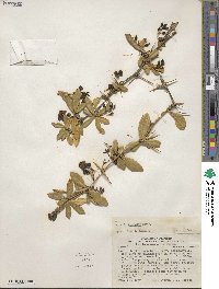 Image of Berberis commutata