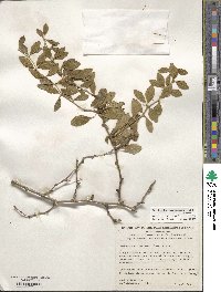 Berberis corymbosa image