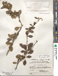 Berberis corymbosa image