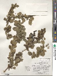 Berberis corymbosa image