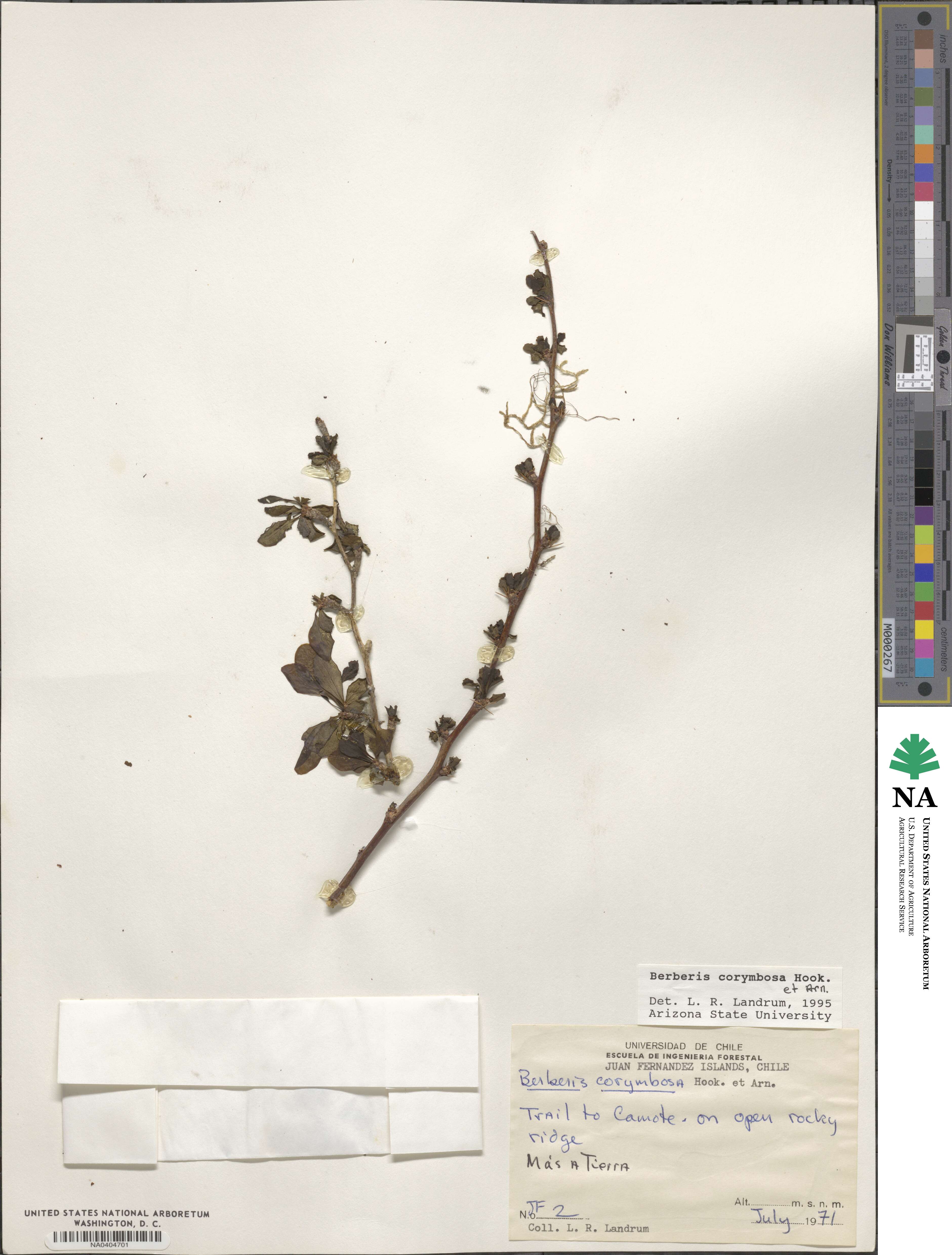 Berberis corymbosa image