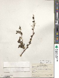 Berberis corymbosa image