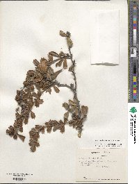 Berberis darwinii image