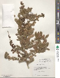 Berberis darwinii image