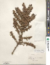 Berberis darwinii image