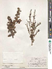 Berberis darwinii image