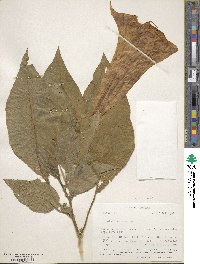 Datura arborea image