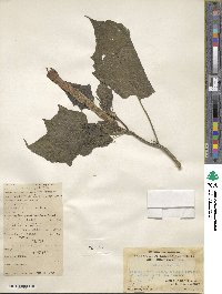 Datura metel image