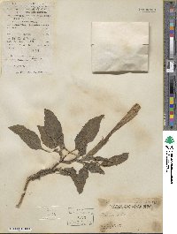 Datura metel image