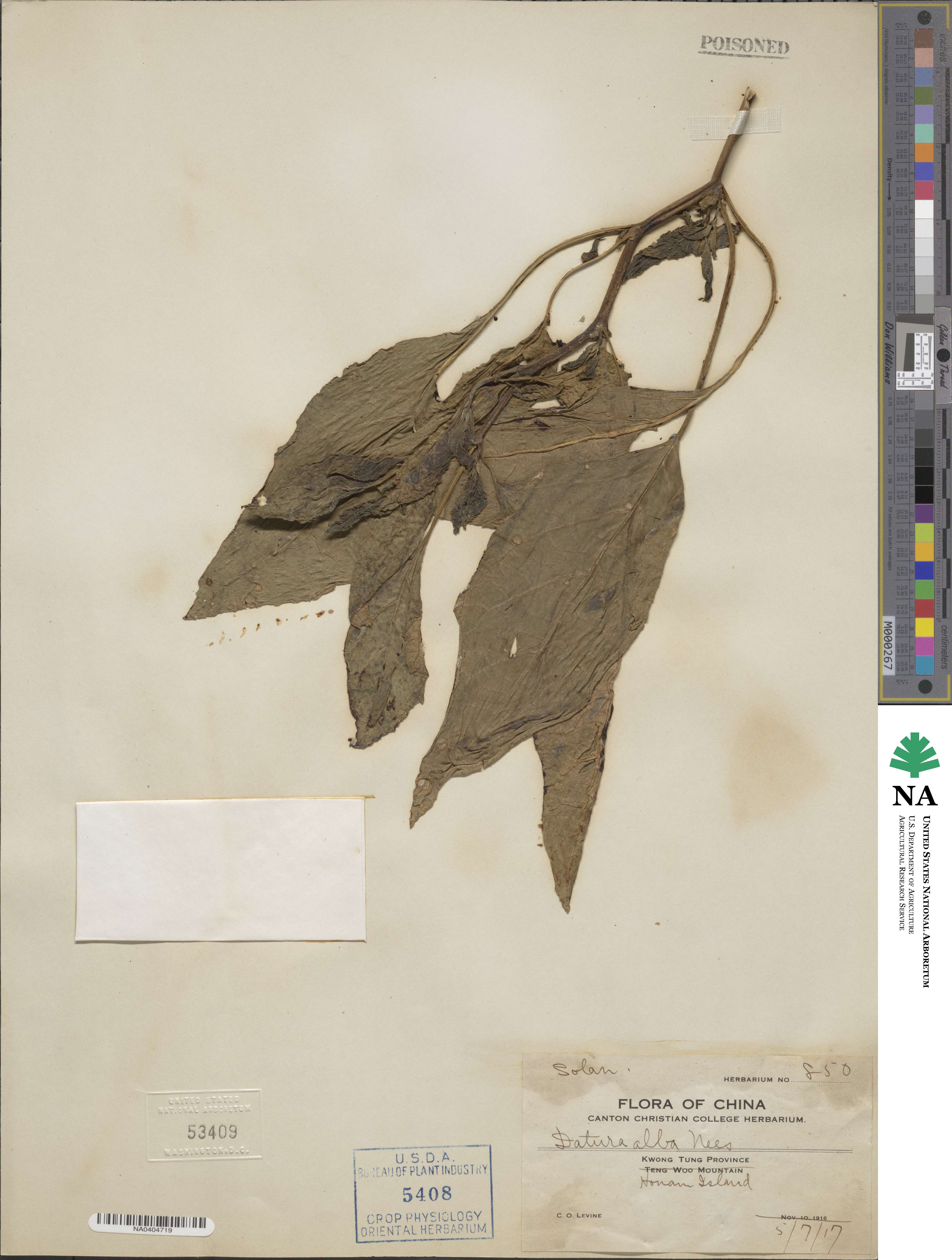 Datura metel image