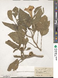 Datura innoxia image