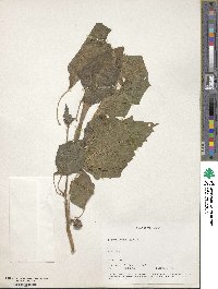 Datura innoxia image