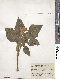 Datura innoxia image