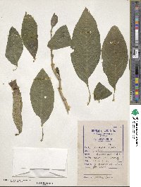 Datura innoxia image