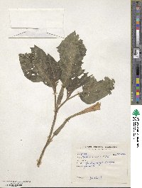 Datura innoxia image