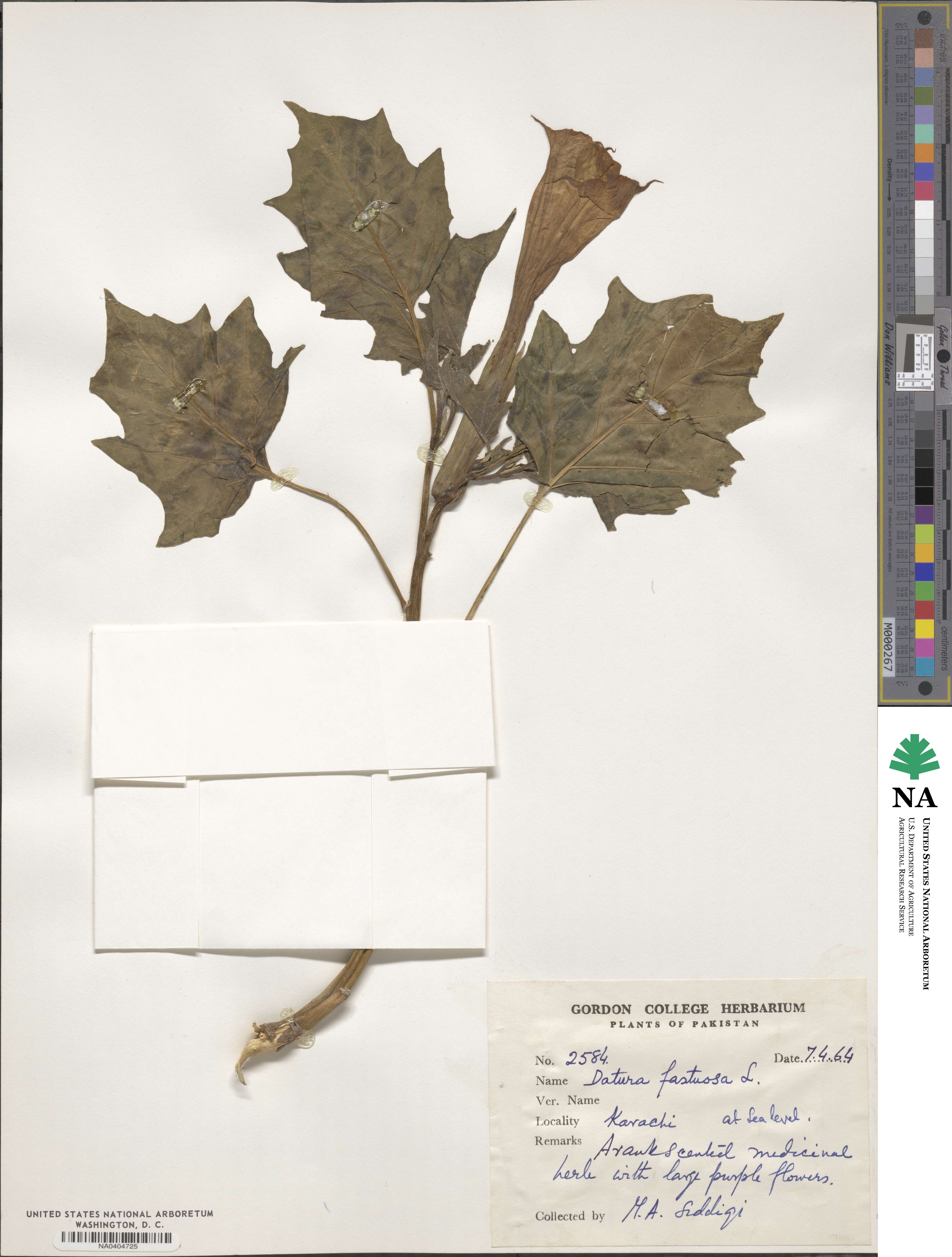 Datura metel image