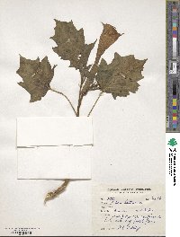 Datura metel image