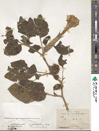 Datura metel image