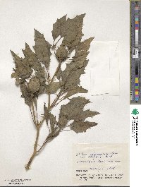 Datura stramonium image