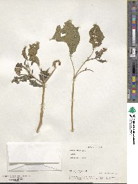 Datura stramonium image