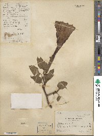 Datura metel image