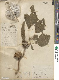 Datura metel image