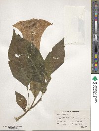 Datura metel image