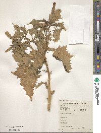 Datura stramonium image