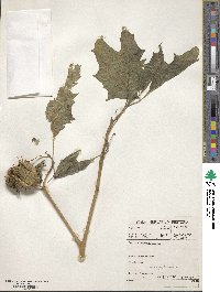 Datura stramonium image