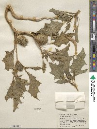 Datura stramonium image