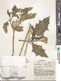 Datura stramonium image