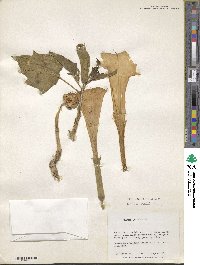 Datura metel image