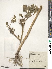 Image of Datura ferox