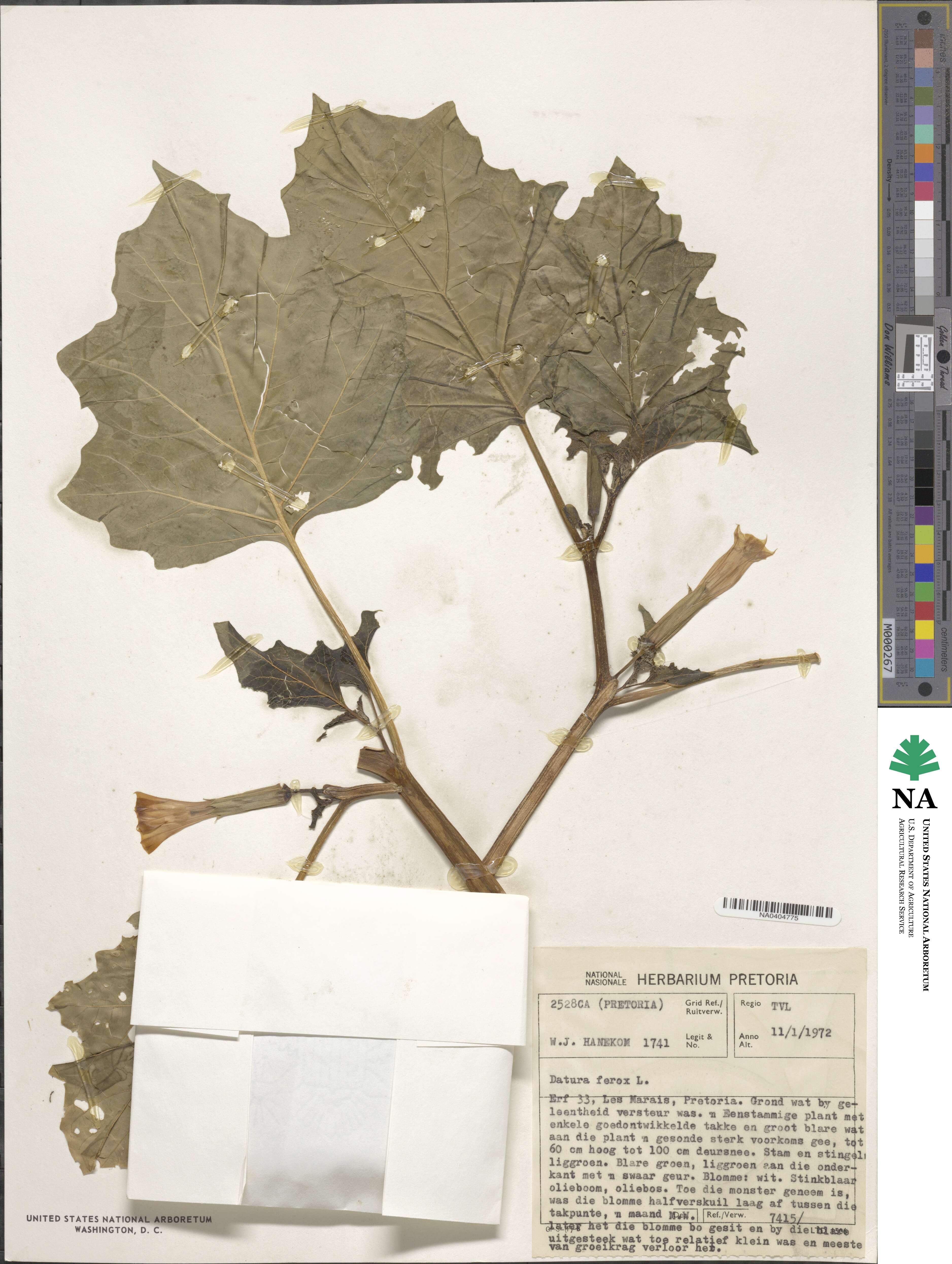 Datura ferox image