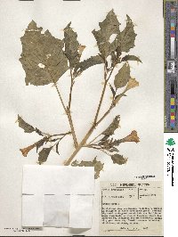 Datura ferox image