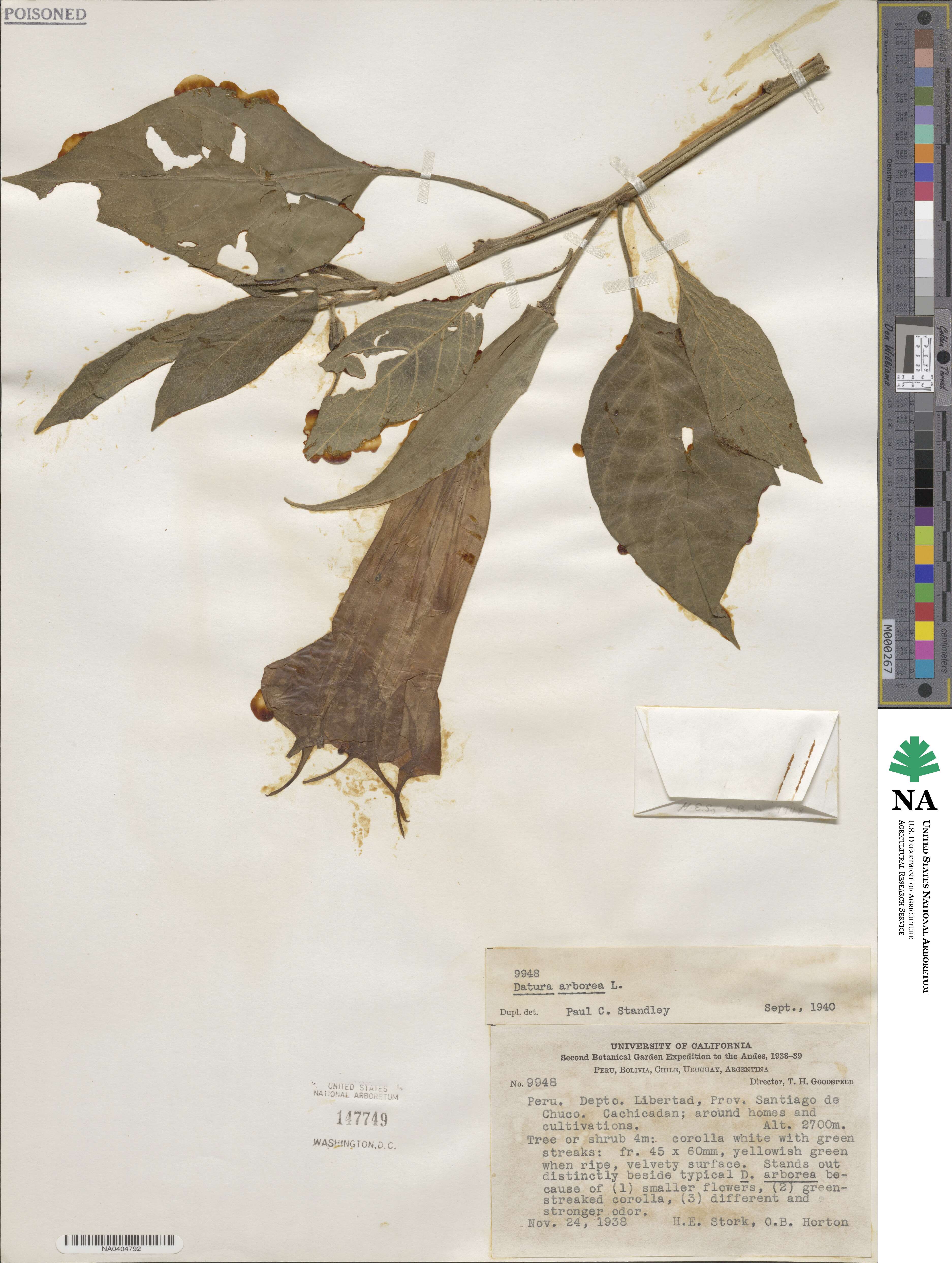 Datura arborea image