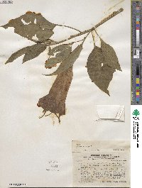 Datura arborea image