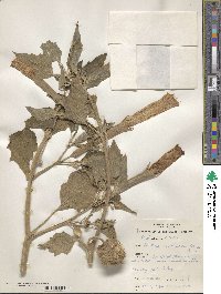 Datura innoxia image