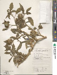 Datura leichhardtii image