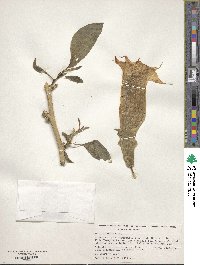 Datura arborea image