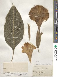 Datura arborea image