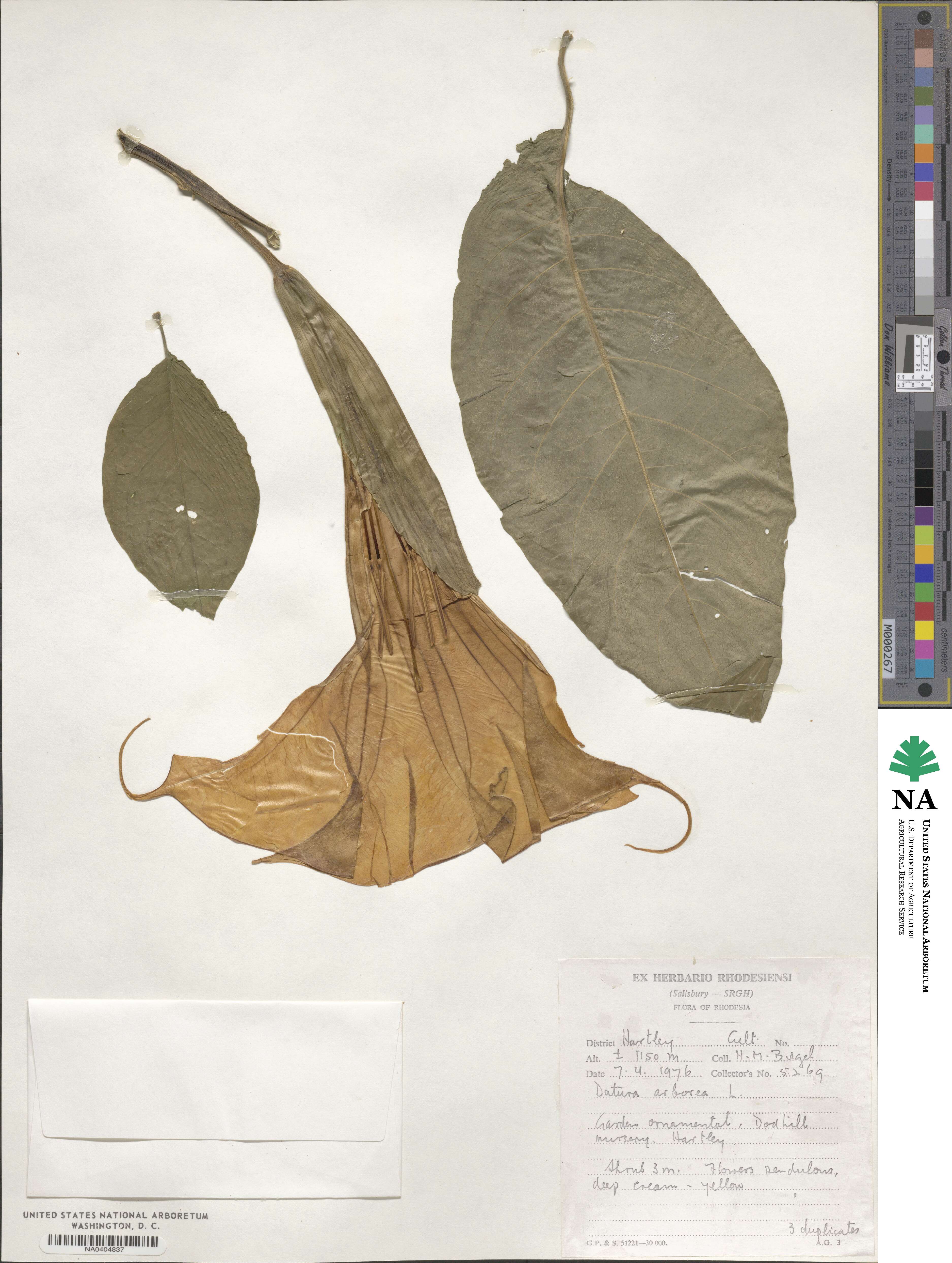 Datura arborea image