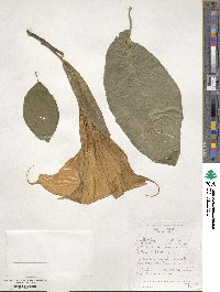 Datura arborea image