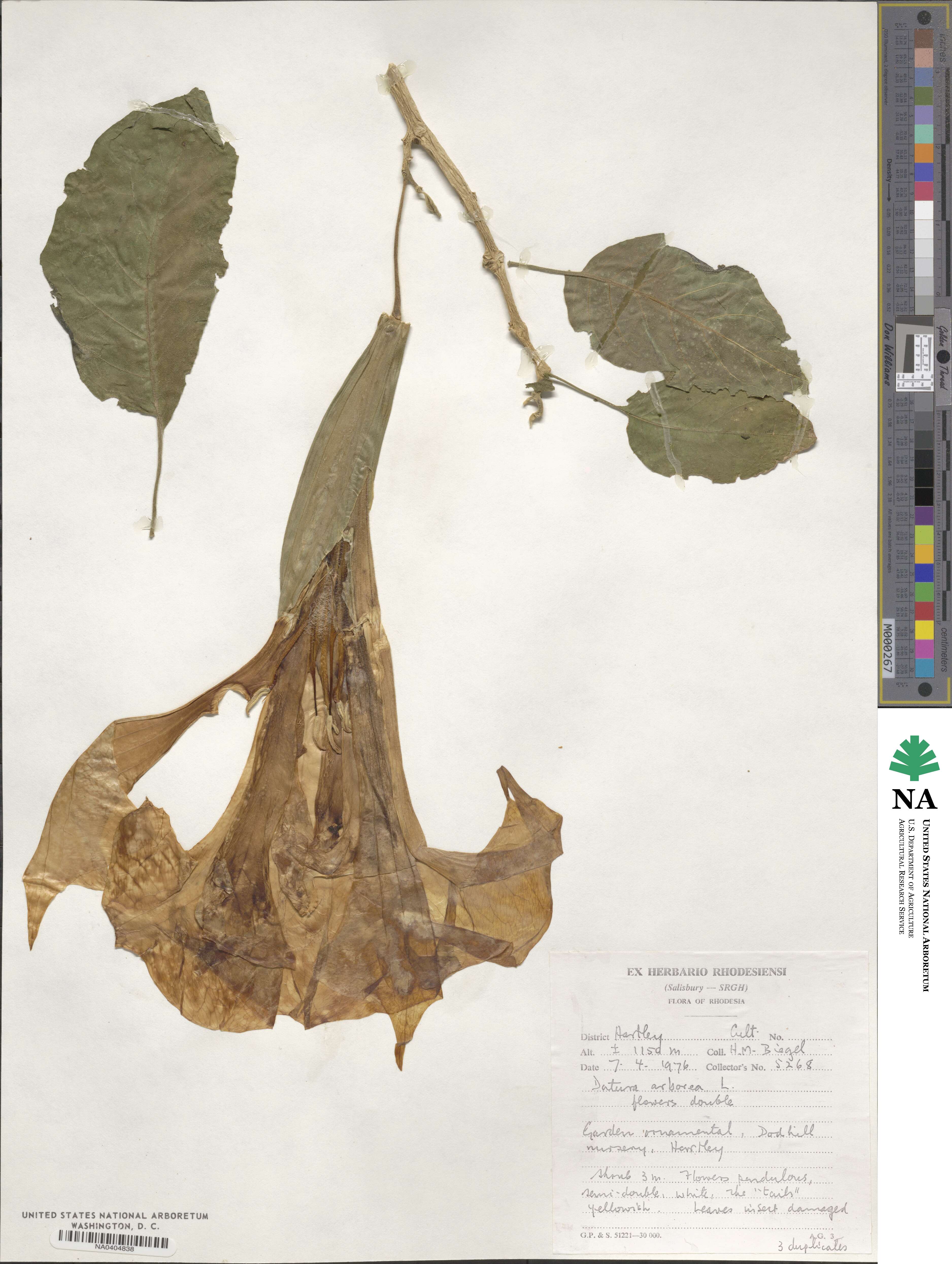 Datura arborea image