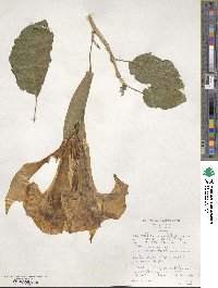 Datura arborea image