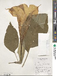 Datura arborea image